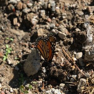 Meet your Posher, Miranda